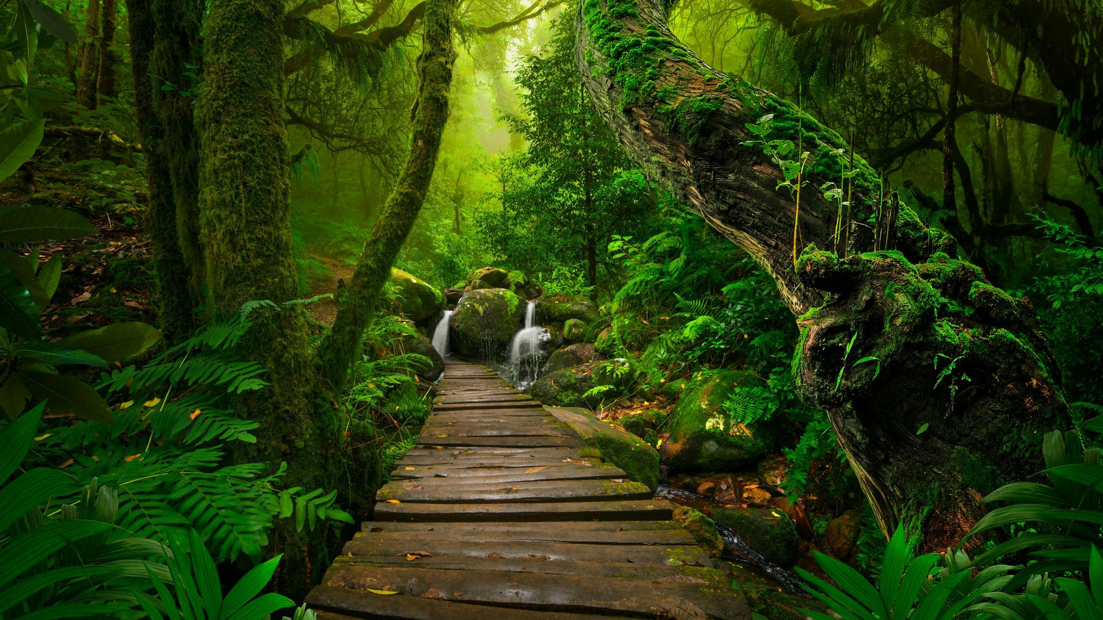 Trek in Sumatra’s Rainforests